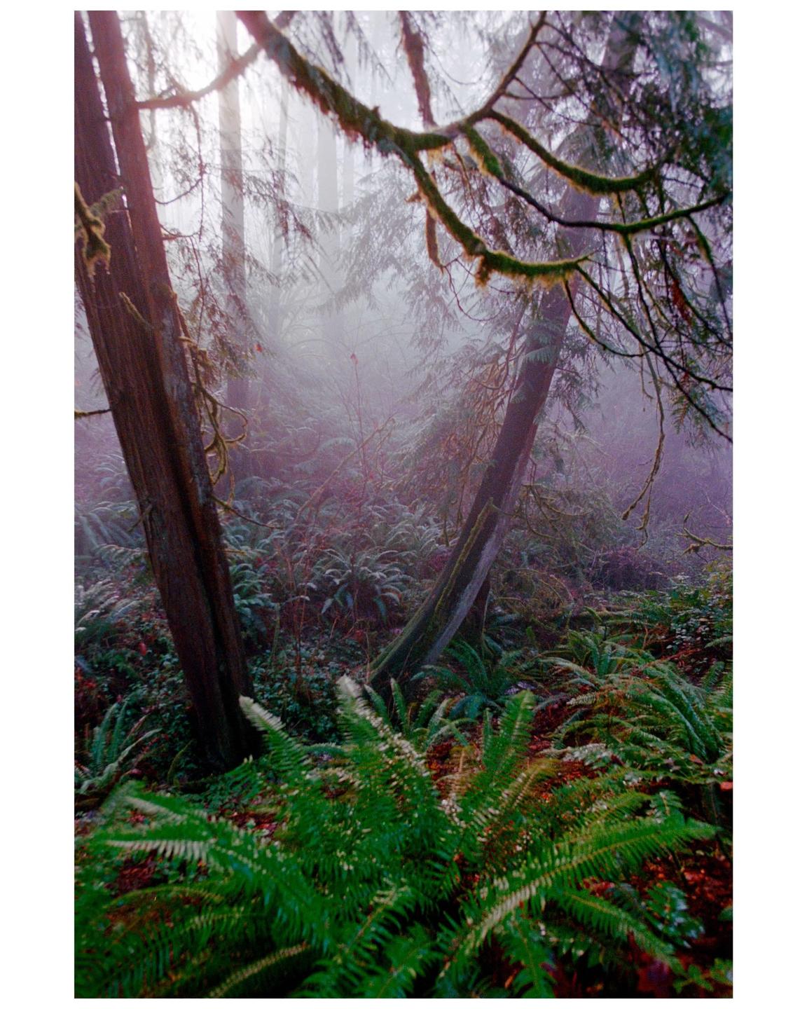 Sunlight filters through a misty forest with ferns and moss-covered trees.
