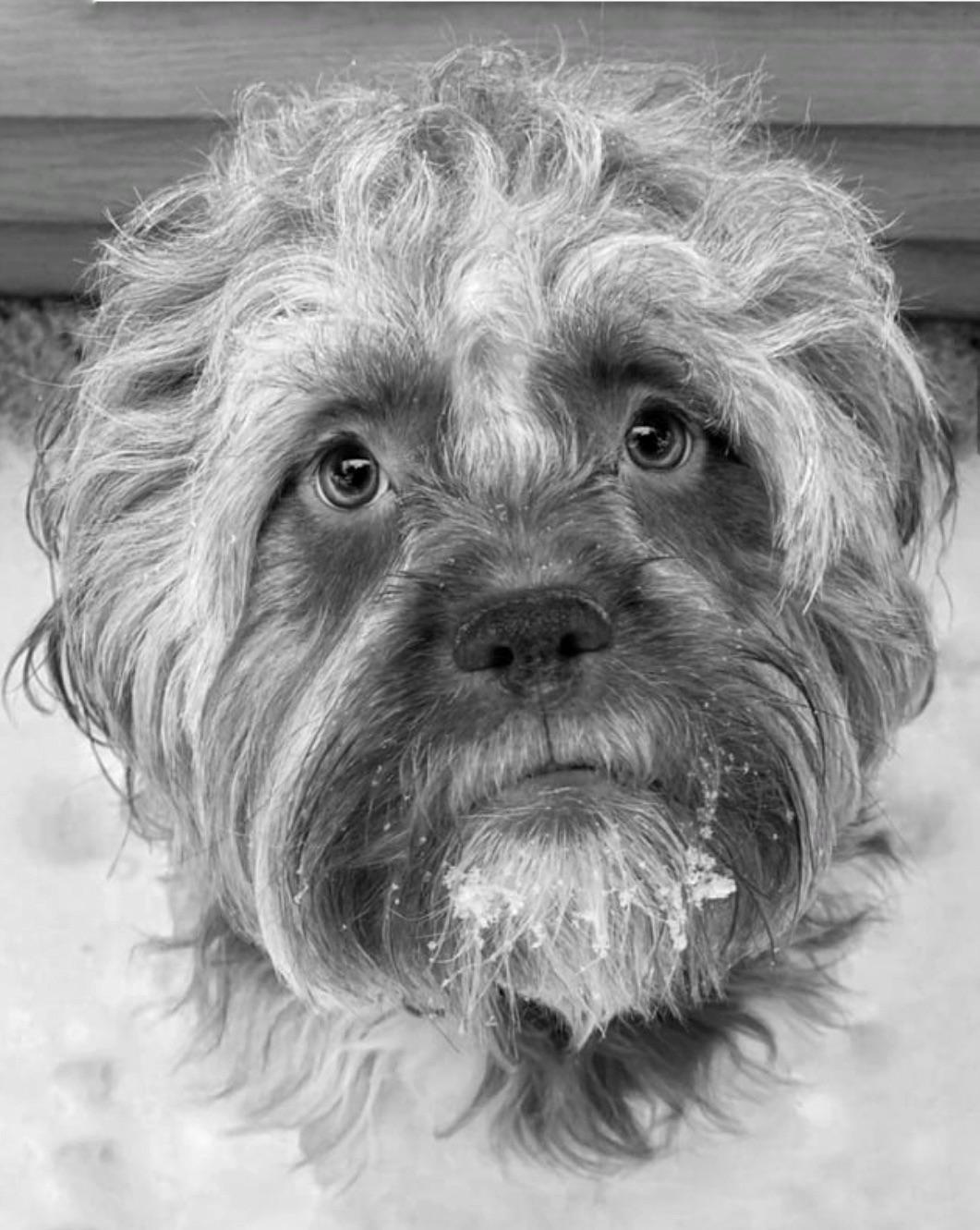 A dog with snow on its beard looks up at the viewer.