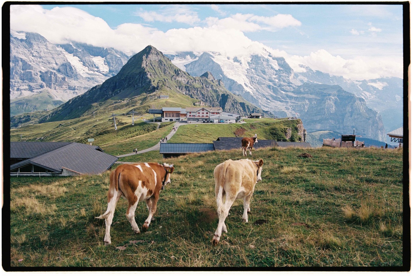 Three cows graze in a grassy mountain pasture with snow-capped peaks and buildings in the background.