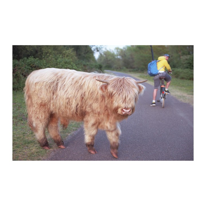 A highland cow stands on a paved path while a man on a bicycle rides past in the background.