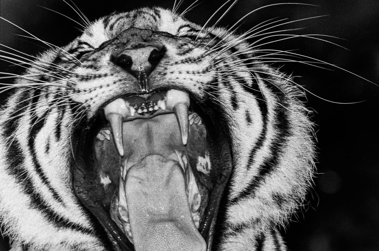 A tiger with its mouth wide open shows its fangs and tongue.
