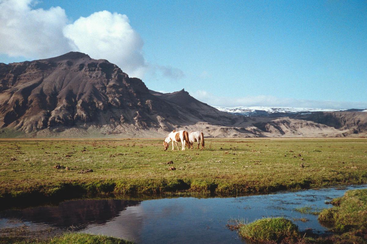 Two horses graze in a green field with a stream in the foreground and mountains in the background.