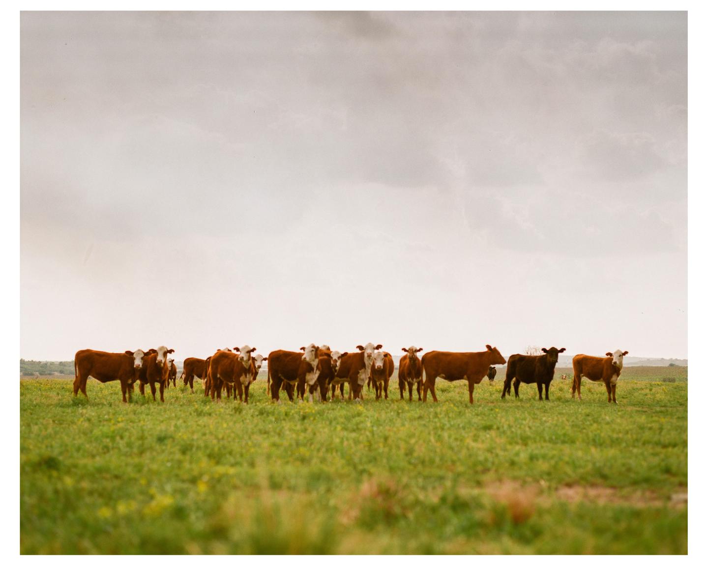 A herd of cows stands in a green field under a cloudy sky.