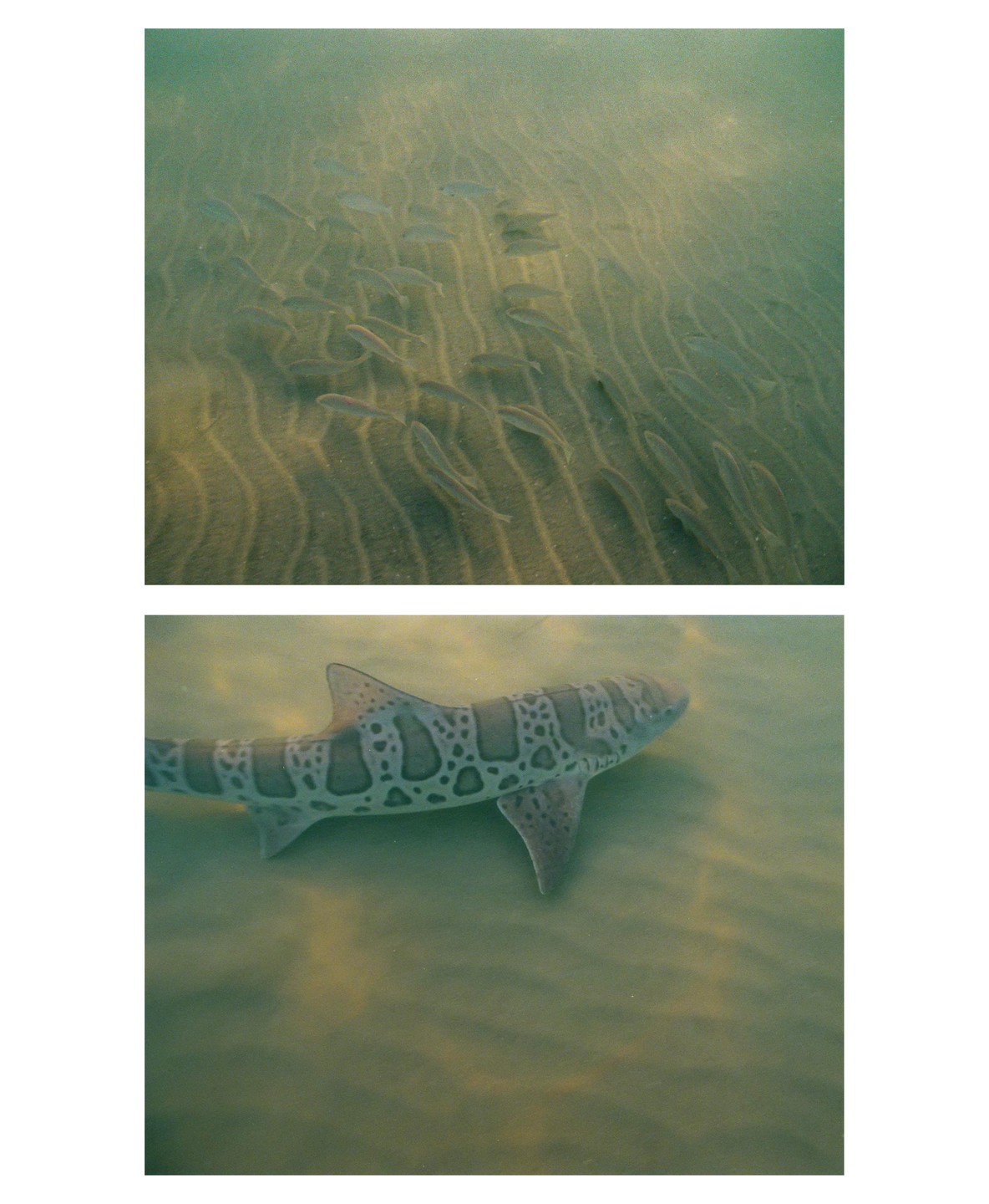 A leopard shark swims above a sandy bottom with a school of fish.