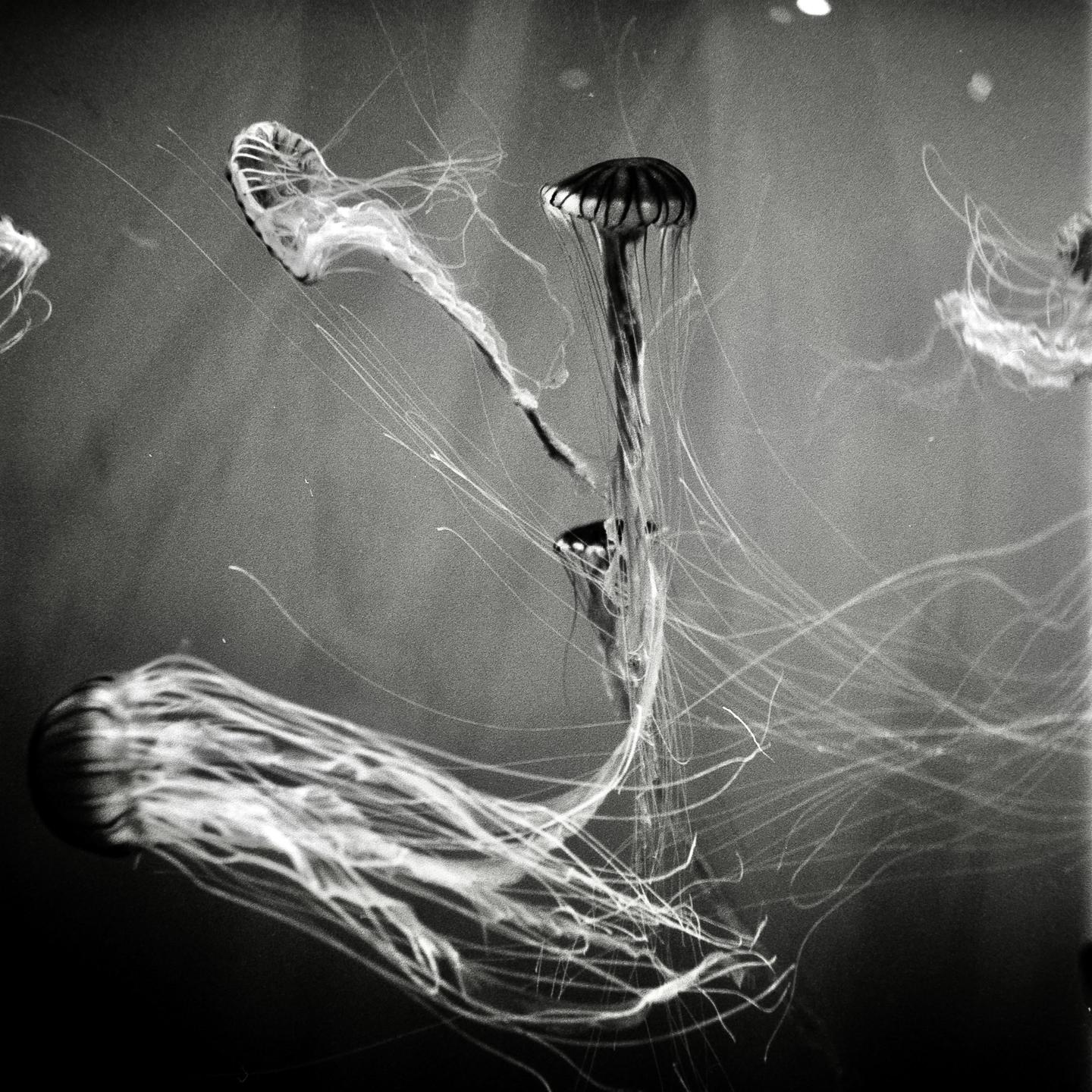 Three jellyfish with long tentacles swim in dark water.