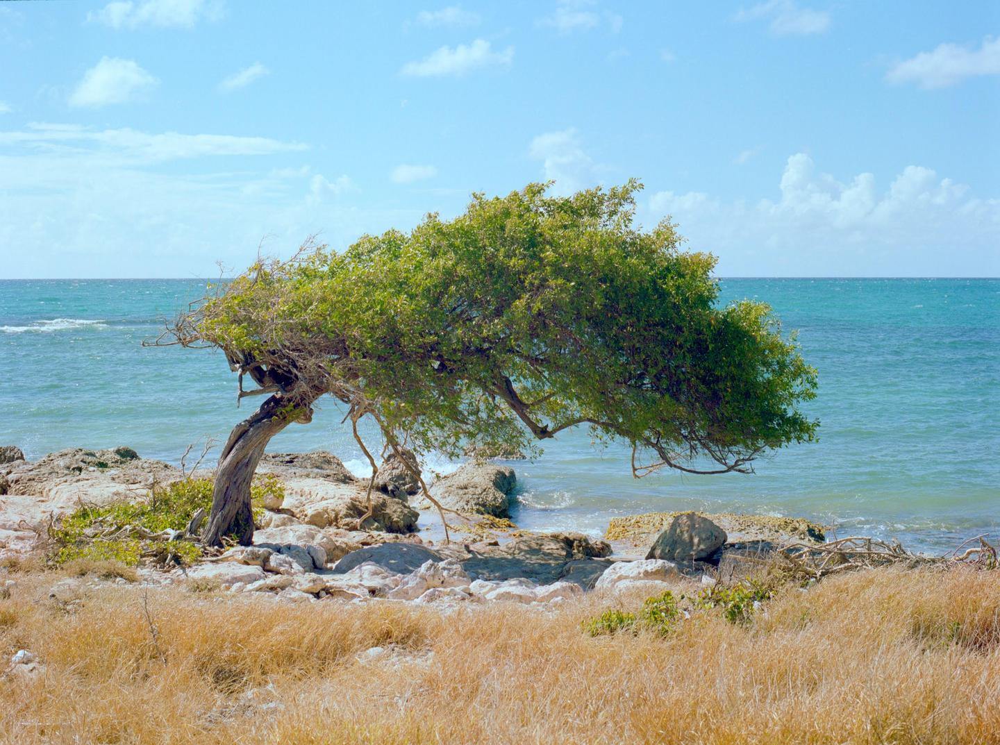 A wind-swept tree with green foliage grows on a rocky shore next to a turquoise ocean under a blue sky.