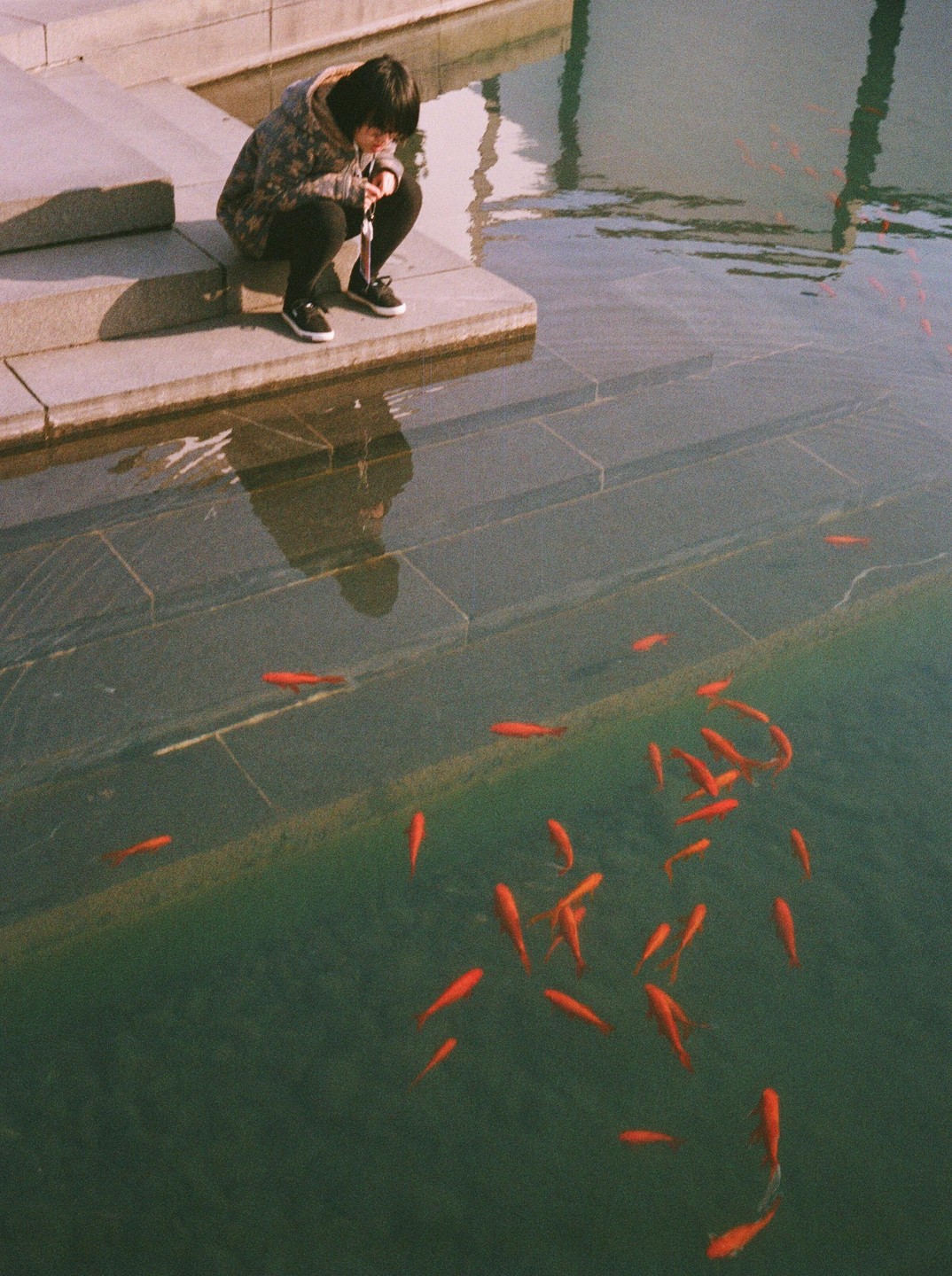 A person crouches by the edge of a pond, looking at a school of goldfish swimming in the water.