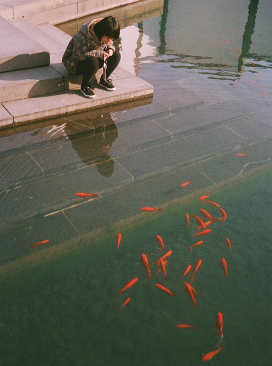 A person crouches by the edge of a pond, looking at a school of goldfish swimming in the water.