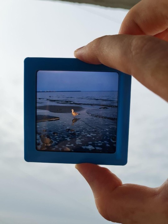 A hand holds a blue slide mount with a photograph of a bird on a beach at dusk.