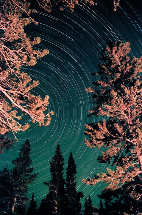 Star trails are visible in the night sky through the branches of several trees.