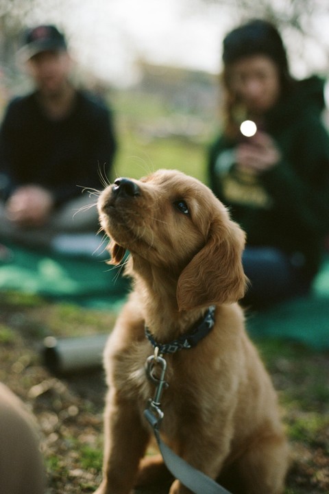 A golden retriever puppy with a leash and collar looks up while two people sit blurred in the background.