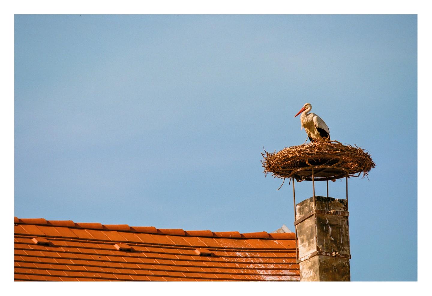 A stork stands in its nest on top of a chimney next to a terracotta tiled roof.