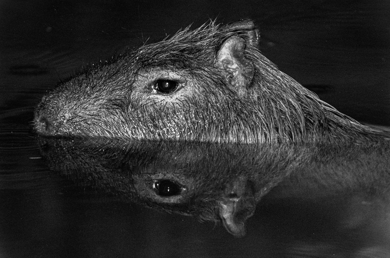 A capybara is partially submerged in water, with its reflection visible below.