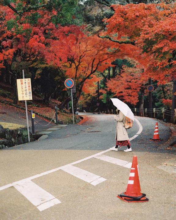 A woman with an umbrella crosses a street lined with trees with red autumn foliage.