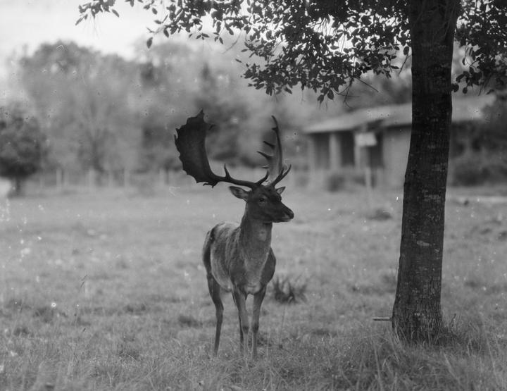 A deer with large antlers stands in a grassy field next to a tree, with a building in the background.