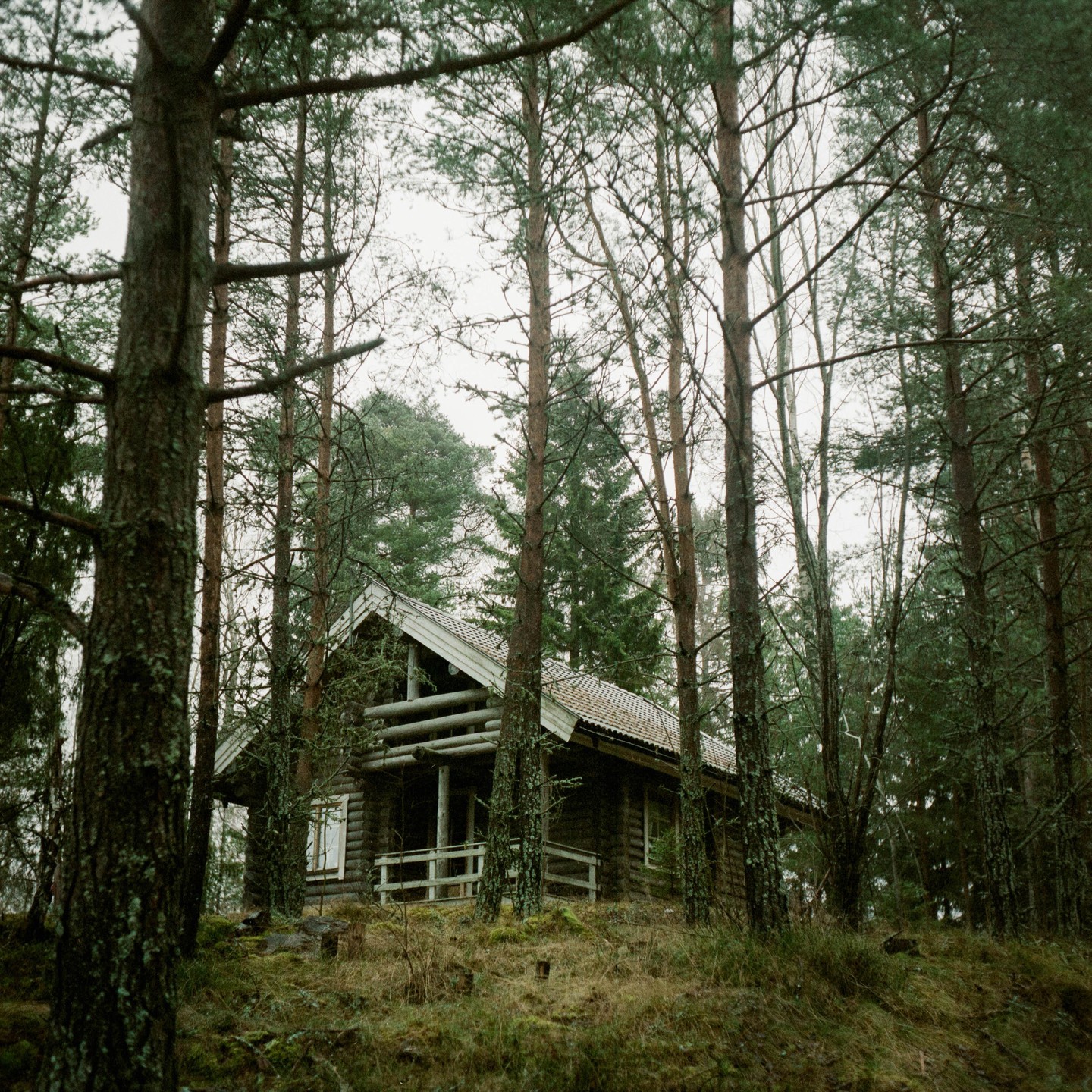 A wooden cabin with a white roof is nestled among tall pine trees on a grassy hill.