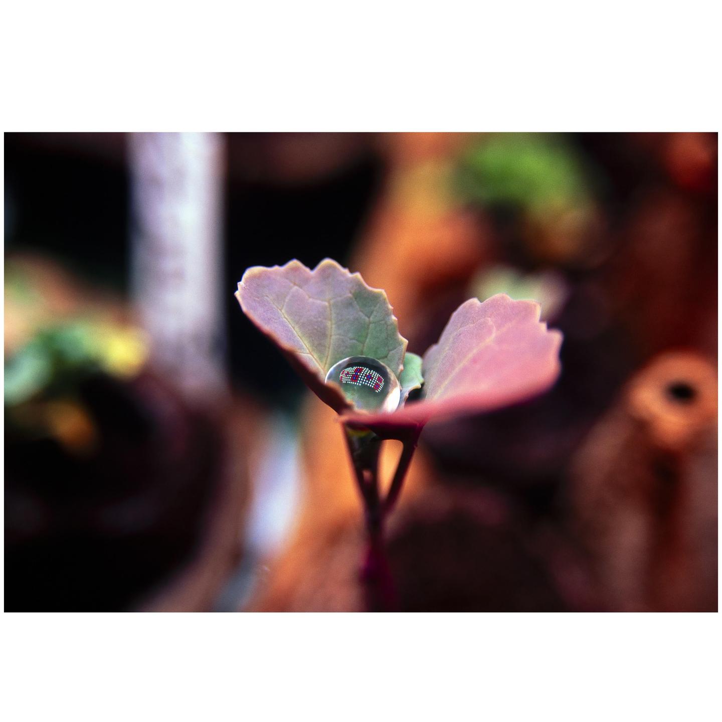 A small water droplet on a plant leaf reflects a colorful pattern.
