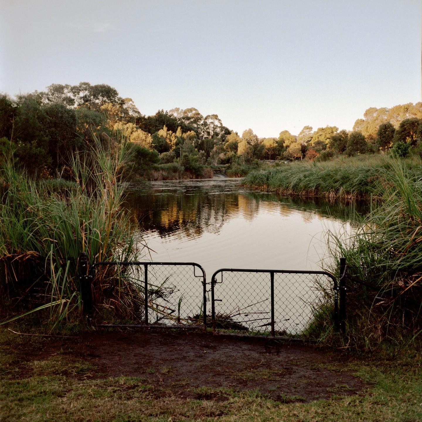 A metal fence with two gates stands in front of a wetland with trees and tall grass.