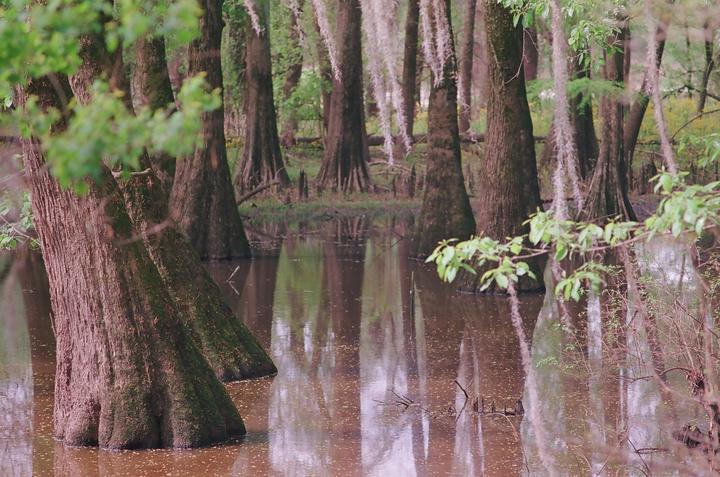 A swamp is filled with trees and their reflections in the water.