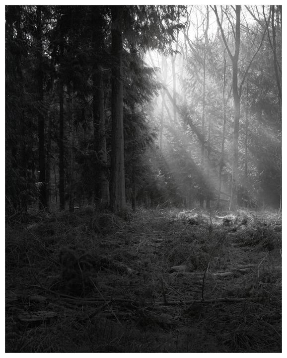 Sunlight streams through the trees into a forest with a ground covered in branches and foliage.