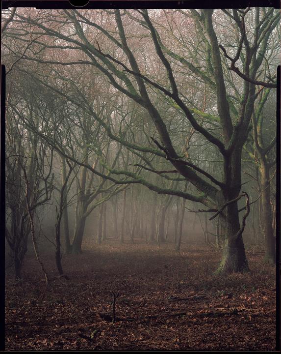 A dense forest with bare, moss-covered trees is shrouded in a thick fog, with fallen leaves covering the ground.