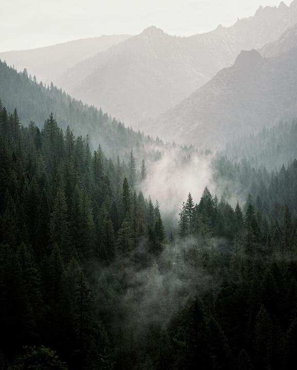 A dense forest fills a valley with fog rising from the trees and mountains in the background.