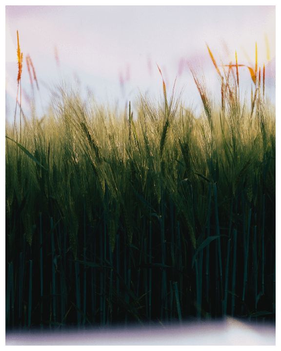 A field of wheat is backlit by the sun.