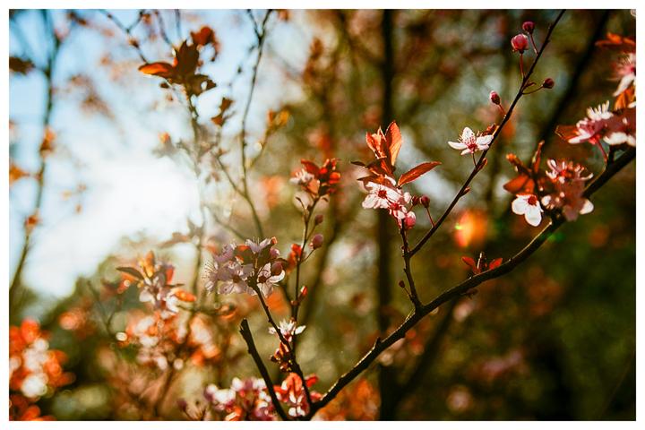 Sunlight shines through the branches of a tree with pink blossoms and red leaves.
