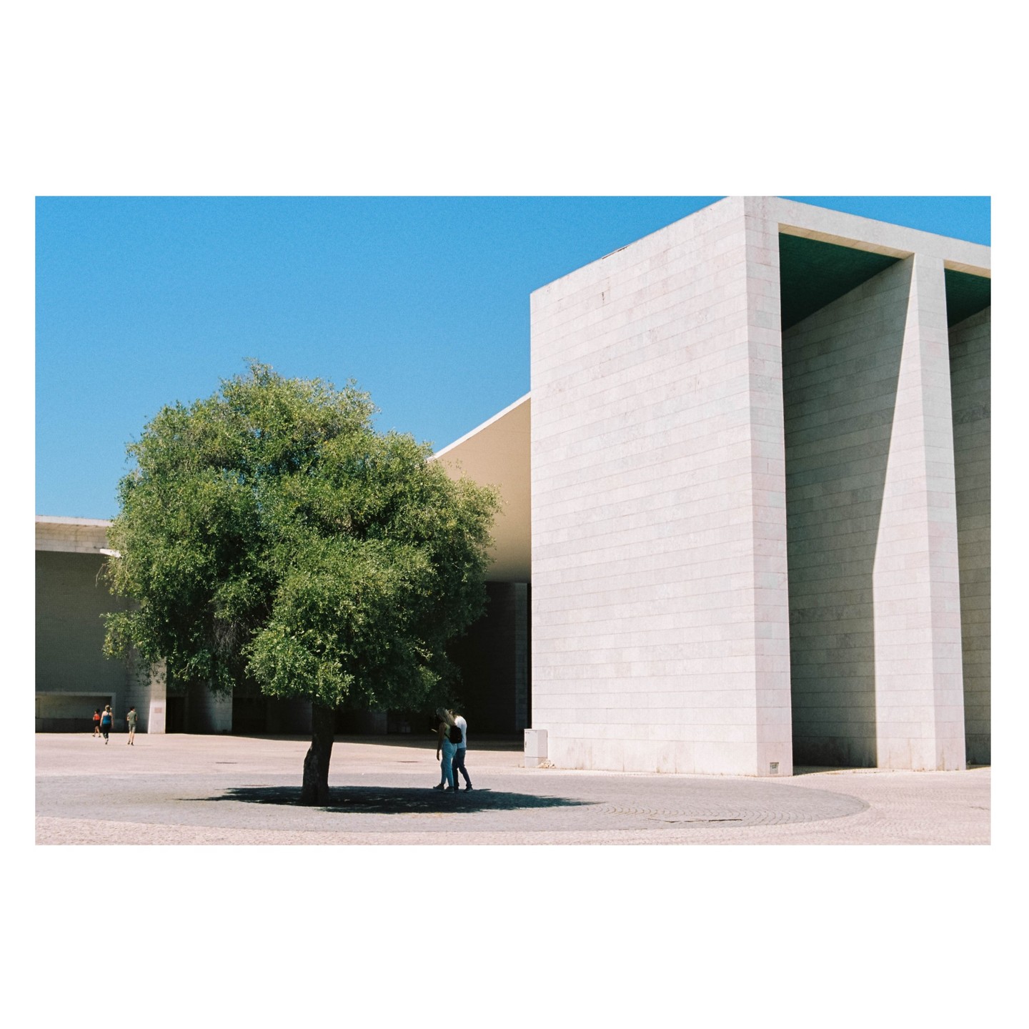 A large green tree stands in a paved plaza next to a modern, light-colored building with deep shadows.