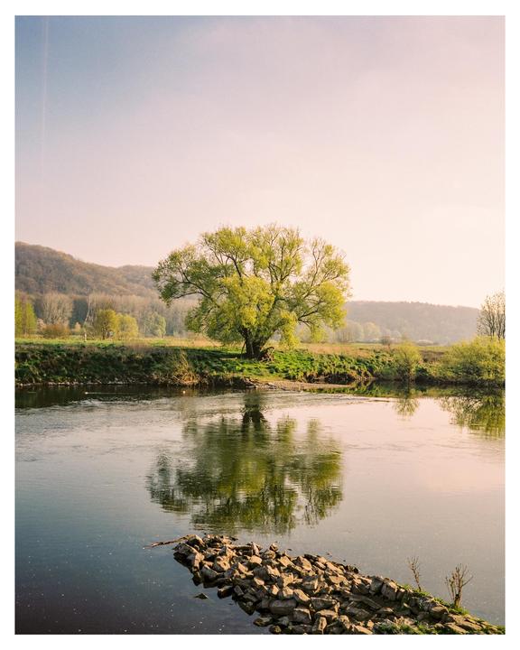 A large tree with bright green leaves stands on the bank of a river, its reflection visible in the water.