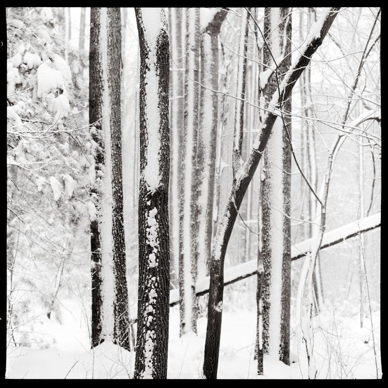 Snow covers the trunks and branches of trees in a forest.