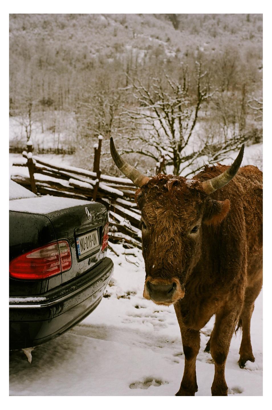 A brown bull stands in the snow next to a black car with a wooden fence and snowy trees in the background.