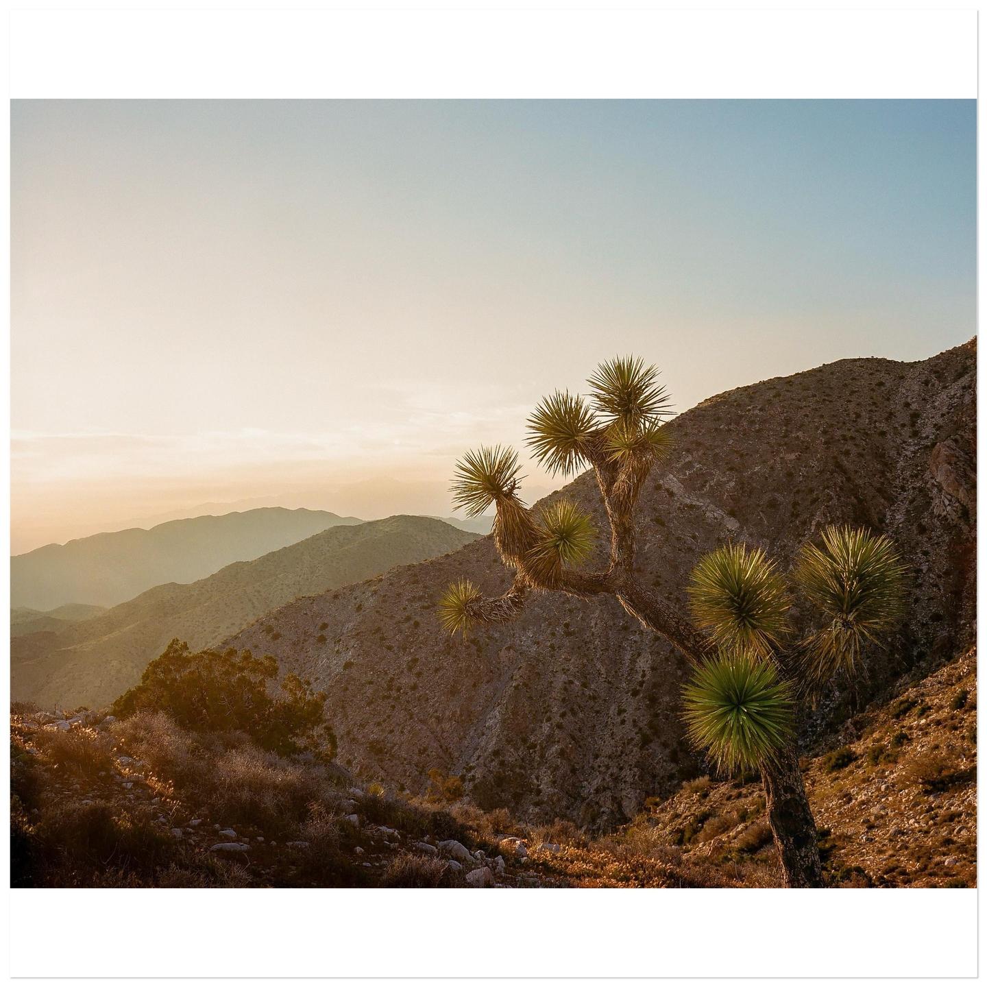 A joshua tree stands on a rocky hillside with mountains in the background at sunset.