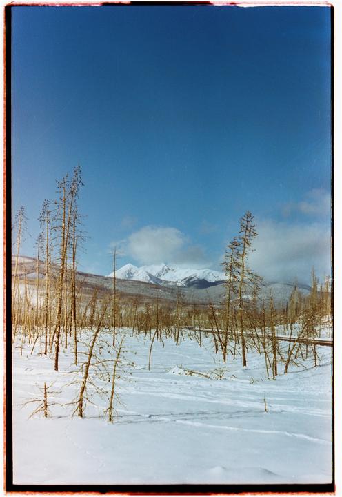 A snowy landscape with bare trees and mountains in the distance under a clear blue sky.