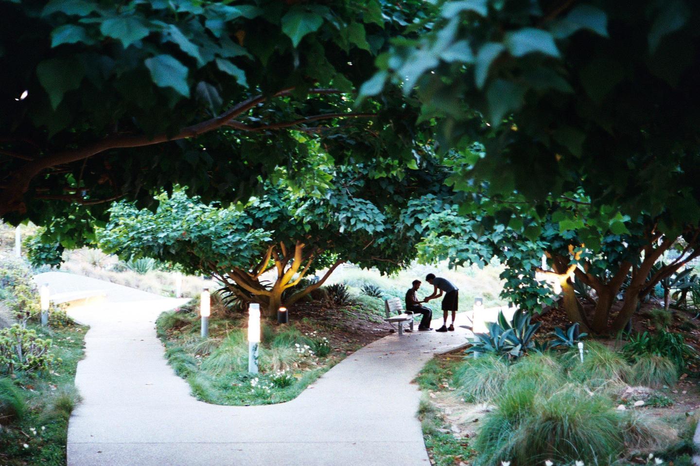 Two men are interacting under a tree next to a path with illuminated lights.