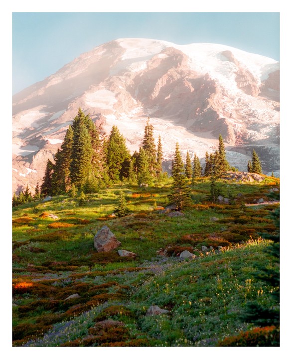 A snow-capped mountain rises above a hillside covered in evergreen trees and wildflowers.