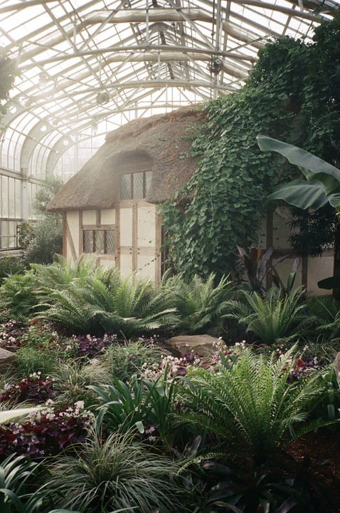 A thatched cottage is nestled among lush green plants and ferns inside a large glass greenhouse.
