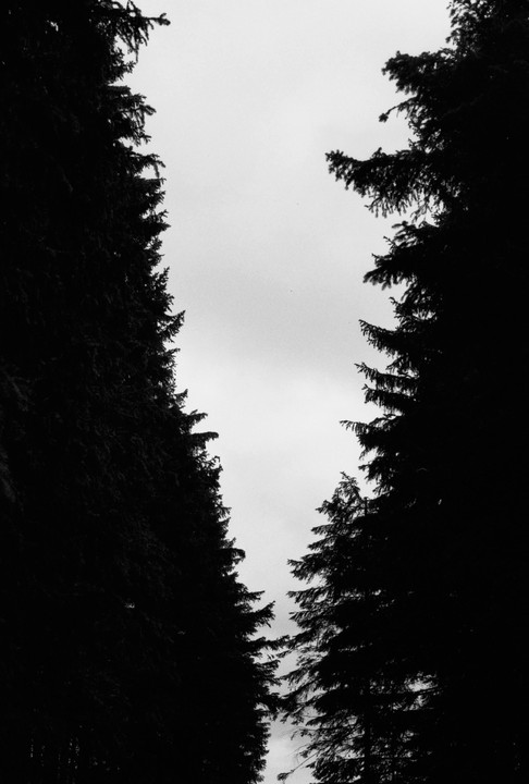Two dark silhouettes of pine trees frame a bright, overcast sky.