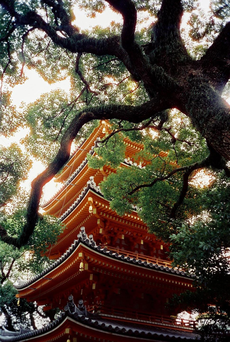 A red pagoda is framed by the branches and leaves of a large tree.