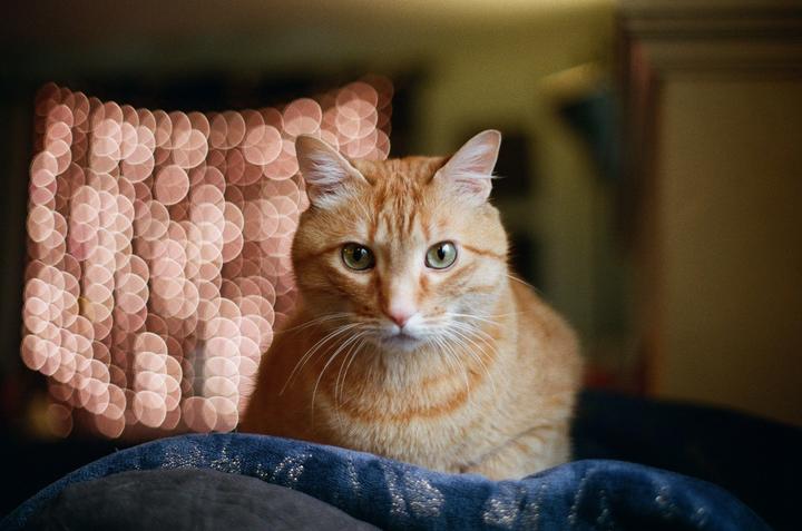 An orange tabby cat with green eyes looks directly at the viewer, with a background of warm-toned bokeh lights.