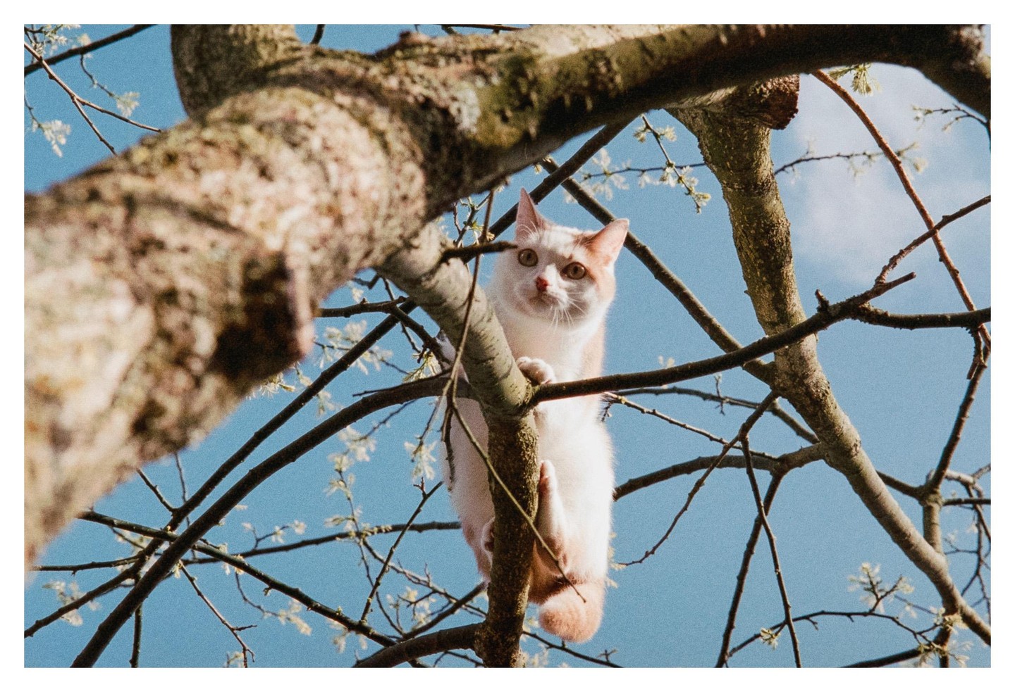 A white and orange cat is perched in a tree with small white blossoms against a clear blue sky.