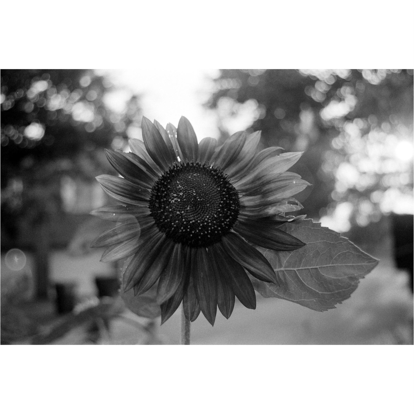 A sunflower with a single leaf is shown in black and white with a blurred background.