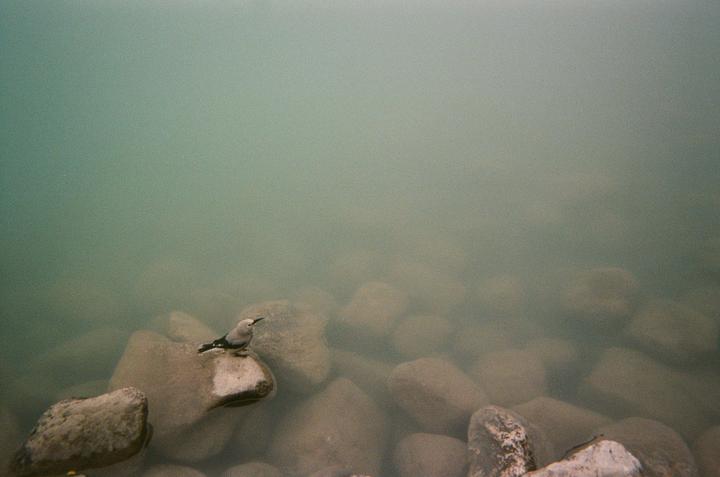 A small bird stands on a rock in shallow, murky water.