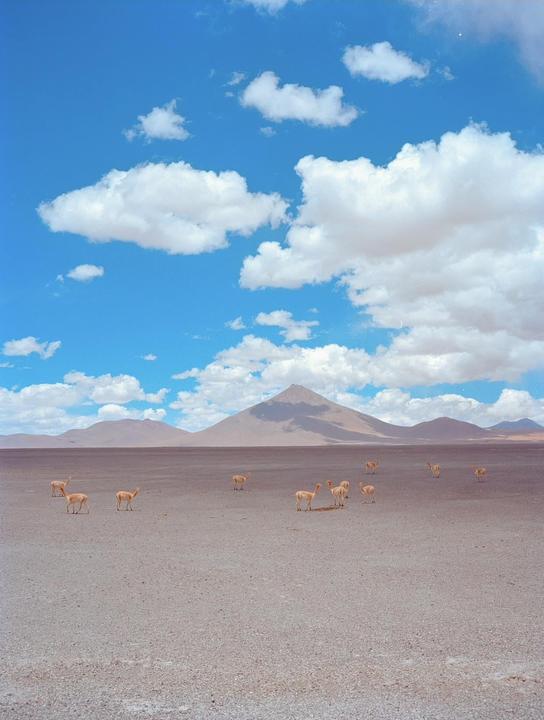 A herd of vicuña stands on a vast, flat plain with a large mountain in the background under a blue sky with white clouds.