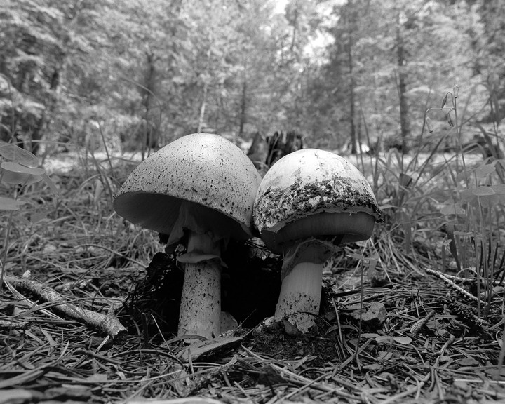 Two mushrooms grow from the forest floor covered in pine needles and leaves.