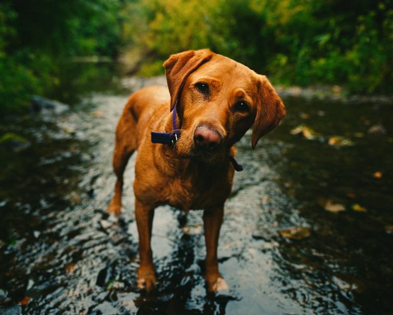 A brown dog stands in a shallow stream, looking up at the viewer.