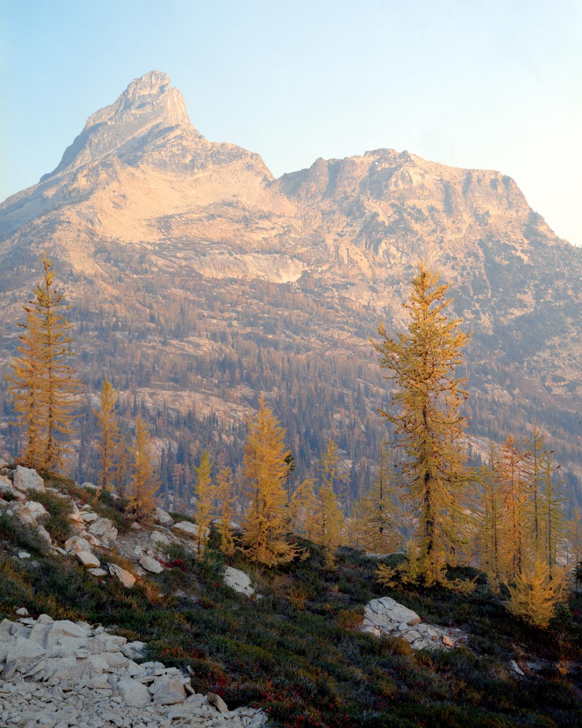 Golden larch trees grow on a rocky slope with a large mountain in the background.