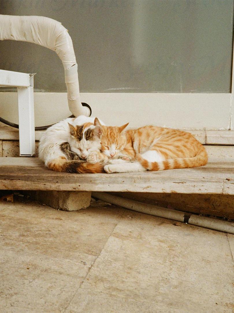 Lovers lane [Olympus AF10 | Gold 200], shot on OLYMPUS AF-10