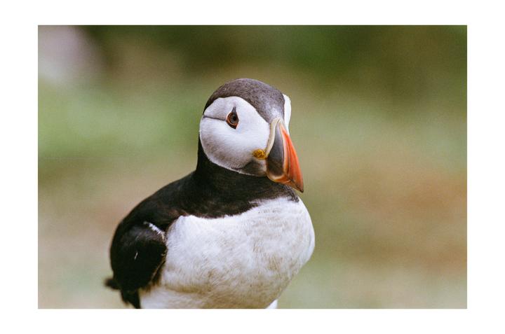 A close-up portrait of a puffin shows its colorful beak and eye against a soft green background.