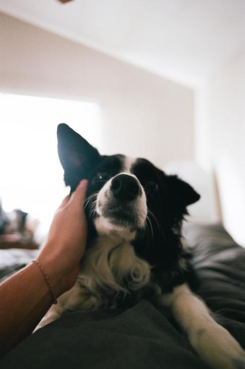 A hand pets a border collie lying on a bed.